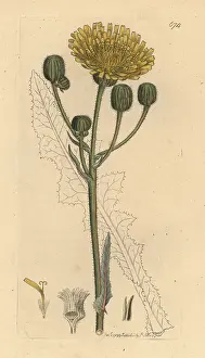 Arvensis: Corn sow-thistle, Sonchus arvensis