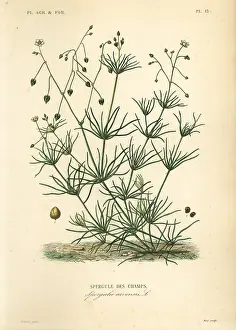 Maubert: Corn spurry, Spergula arvensis