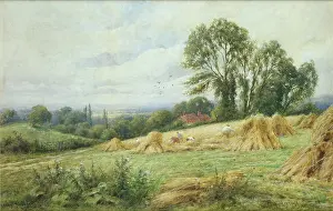 Kinnaird: Corn Stooks ' harvesting scene