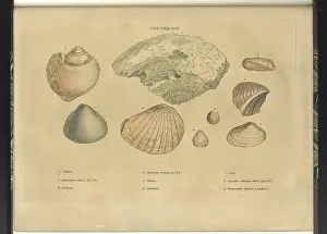 Identifying: Cornbrash fossils