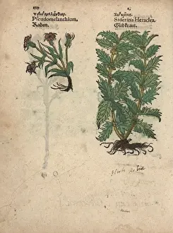 Agrostemma: Corncockle, Agrostemma githago, and woundwort