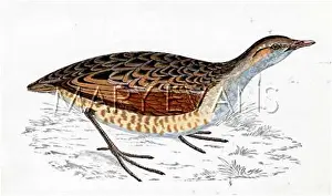 Pratensis: CORNCRAKE (MORRIS)
