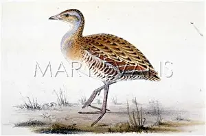 Pratensis: CORNCRAKE (MORRIS)