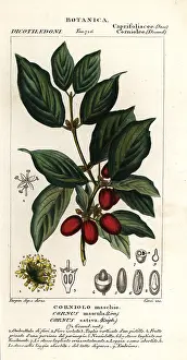 Giarrè: Cornelian cherry, Cornus mas