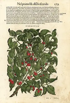 Mattioli: Cornelian cherry, Cornus mas