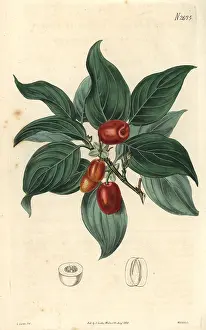 Weddell: Cornelian cherry Cornus mascula Austrian cherry