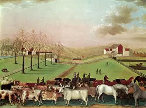 Hicks: The Cornell Farm