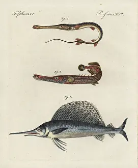 Swordfish: Cornetfish, Chinese trumpetfish and swordfish