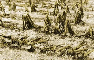 Cornfield: Cornfield after Hailstorm