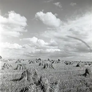Corn: Cornfield at harvest time