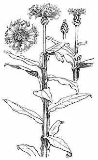 Cornflower: Cornflower