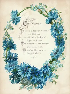 Cornflower: Cornflower