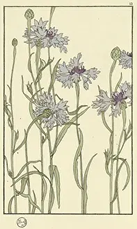 Pochoir: Cornflower