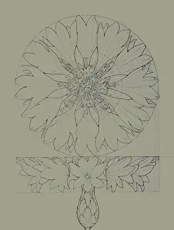 Cornflower: Cornflower