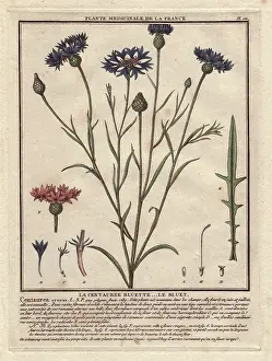 Cornflower: Cornflower or bluet, Centaurea cyanus