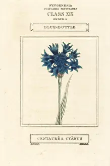 Cornflower: Cornflower, Cyanus segetum