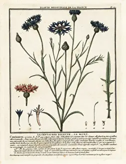 Cornflower: Cornflower, Cyanus segetum