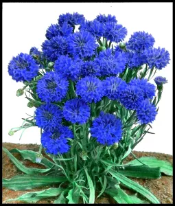 Malby: Cornflower (Dwarf) Jubilee Gem, Centaurea Cyanus