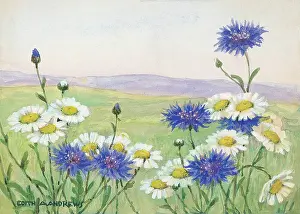 Cornflowers: Cornflowers and daisies - Gardens