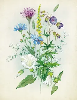Convolvulus: Cornflowers, knapweed, convolvulus