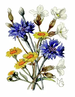 Campion: Cornflowers and white campion