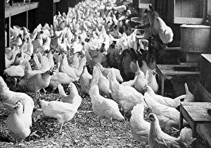 Corning: Corning Egg Farm, Bound Brook, New Jersey, USA early 1900s