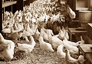Corning: Corning Egg Farm, Bound Brook, New Jersey, USA early 1900s