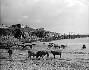 Southernmost: CORNISH CATTLE