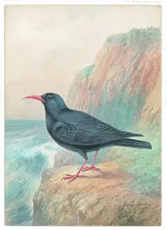 Chough: Cornish Chough