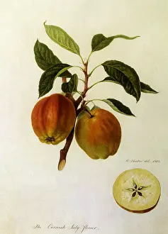 Leafed: Cornish July Flower Apples