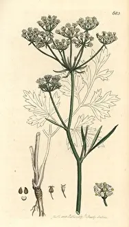 Ligusticum: Cornish lovage or licorice-root, Physospermum cornubiense
