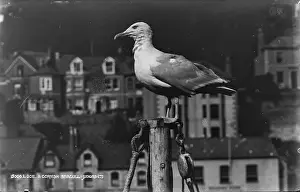 Looe: A Cornish Seagull