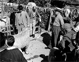 Tuesdays: CORNISH SHEEP MARKET
