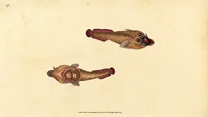 Sucker: Cornish sucker, Lepadogaster purpurea