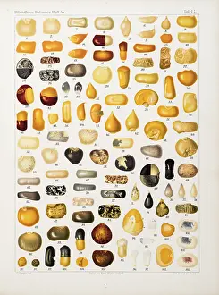 Grains: Corns and grains at different stages of development