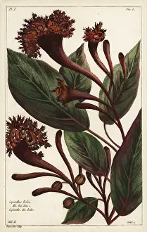 Filius: Cornucopian shrub, Copianthus indica