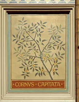 Bentham: Cornus capitata, dogwood