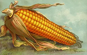 Slowly: Corny Thanksgiving
