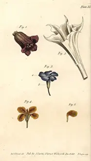 Wallflower: Corolla examples: deadly nightshade, thorn