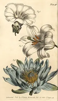 Bindweed: Corolla examples: monopetalous bindweed, hexapetala