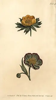 Bane: Corolla of wolf's bane Eranthis hyemalis and