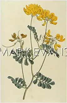 Glauca: CORONILLA VALENTINA