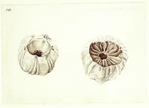 Atkins: Coronula diarnderna