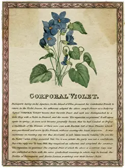 Profiles: CORPORAL VIOLET
