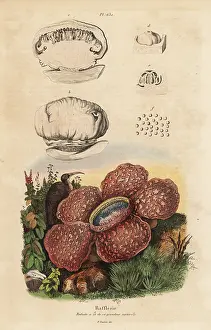 Rafflesia: Corpse lily, Rafflesia arnoldii