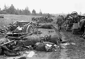 Corpses: Corpses and dead horses on the Eastern front, 1941