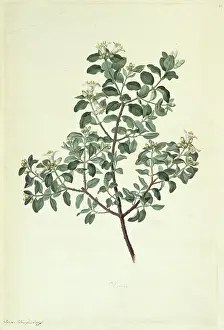 Sapindales: Correa alba, white correa