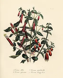 Speciosa: Correa species