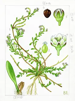 Botanic: Corrigiola littoralis - strapwort