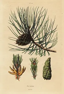 Subsp: Corsican pine tree, Pinus nigra subsp. laricio